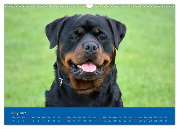 Produktbild: Rottweiler Portait Shots 2027 (Wall Calendar 2027 DIN A3 landscape), CALVENDO 12 Month Wall Calendar