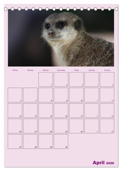 Produktbild: Erdm&auml;nnchen / Terminplaner (Tischkalender 2026 DIN A5 hoch), CALVENDO Monatskalender