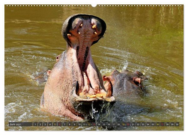 Produktbild: Hippos - Begegnungen in Afrika (hochwertiger Premium Wandkalender 2027 DIN A2 quer), Kunstdruck in Hochglanz