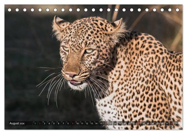 Produktbild: Leoparden - Geheimnisvolle J&auml;ger (Tischkalender 2026 DIN A5 quer), CALVENDO Monatskalender