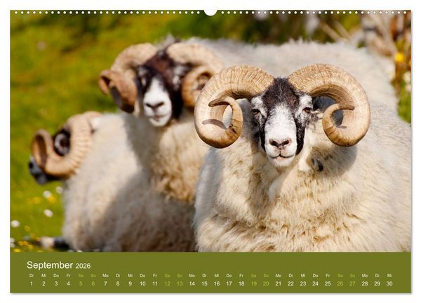 Produktbild: Unter Schafen - Wegbegleiter auf Reisen (Wandkalender 2026 DIN A2 quer), CALVENDO Monatskalender