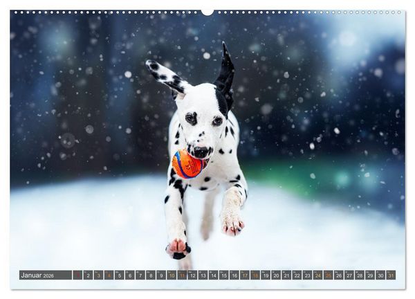Produktbild: bunte Tierfotografie an Land und im Wasser (hochwertiger Premium Wandkalender 2026 DIN A2 quer), Kunstdruck in Hochglanz