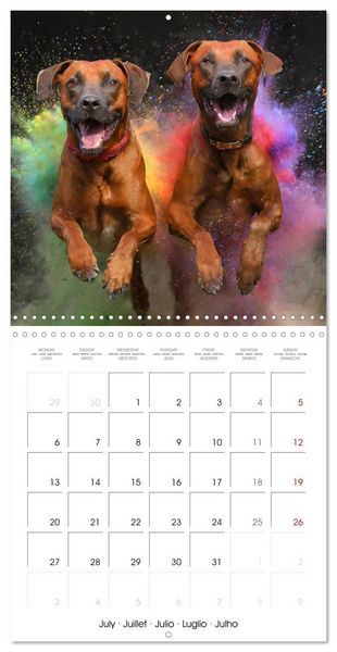 Produktbild: Dynamic Duo - Two Paws, One Leap (Wall Calendar 2026 12 &times; 12 Inch) CALVENDO 12 Month Wall Calendar