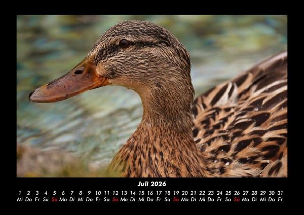 Produktbild: Enten 2026 Fotokalender DIN A3