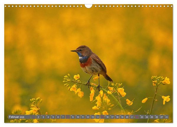 Produktbild: V&ouml;gel ganz nah (Wandkalender 2026 DIN A3 quer), CALVENDO Monatskalender
