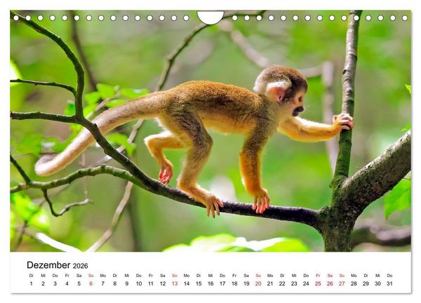 Produktbild: Totenkopfaffen (Wandkalender 2026 DIN A4 quer), CALVENDO Monatskalender