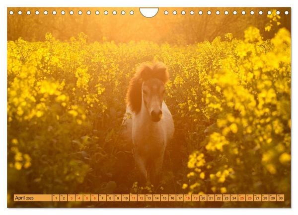 Produktbild: Ponys, die starken Pers&ouml;nlichkeiten (Wandkalender 2026 DIN A4 quer), CALVENDO Monatskalender