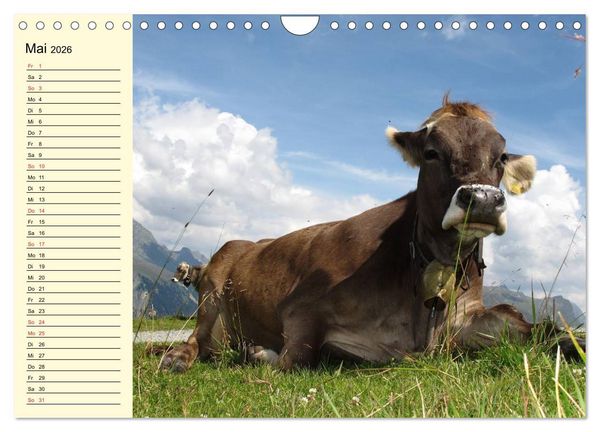 Produktbild: Gl&uuml;ckliche K&uuml;he auf saftigen Wiesen (Wandkalender 2026 DIN A4 quer), CALVENDO Monatskalender