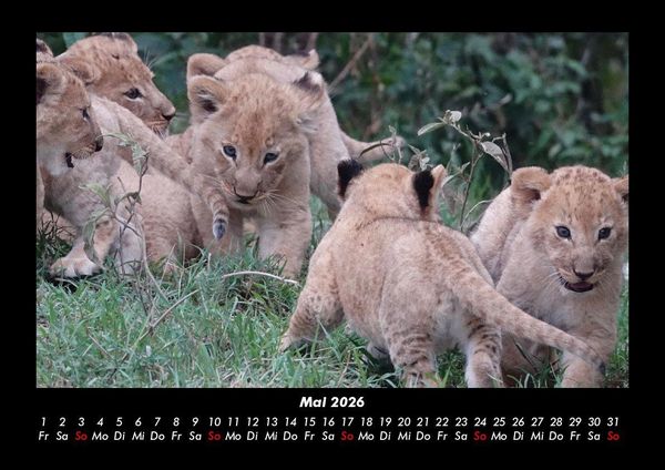 Produktbild: L&ouml;wen in der Wildnis 2026 Fotokalender DIN A3