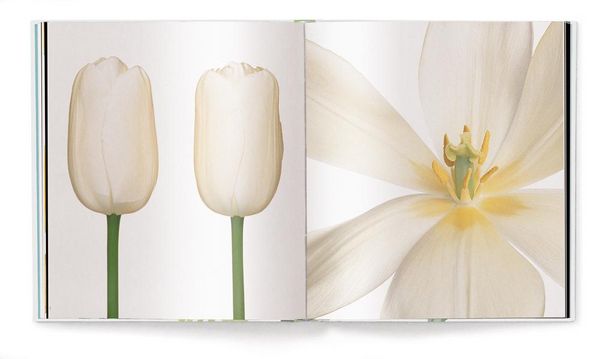 Produktbild: Tulpen