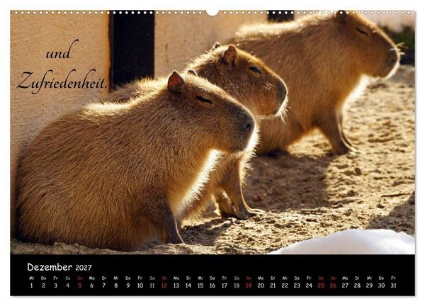 Produktbild: Gut gelaunt durch's Rentenjahr (Wandkalender 2027 DIN A2 quer), CALVENDO Monatskalender