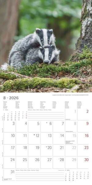 Produktbild: Tierbabys 2026 - Broschürenkalender 30x30 cm (30x60 geöffnet) - Kalender mit Platz für Notizen - Baby Animals - Bildkalender - Wandplaner - Alpha Edit