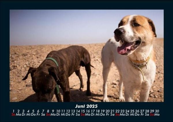 Produktbild: Hundezauber 2025 Fotokalender DIN A5