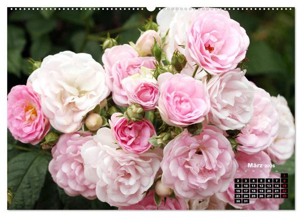 Produktbild: Magie der Rosen (hochwertiger Premium Wandkalender 2026 DIN A2 quer), Kunstdruck in Hochglanz