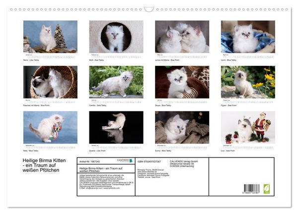 Produktbild: Heilige Birma Kitten - ein Traum auf wei&szlig;en Pf&ouml;tchen (Wandkalender 2026 DIN A2 quer), CALVENDO Monatskalender