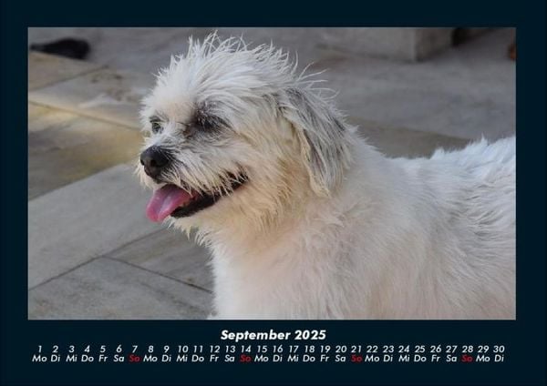 Produktbild: Haustierkalender 2025 Fotokalender DIN A4