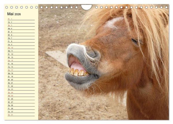 Produktbild: Ponys. Herzensbrecher mit Grips (Wandkalender 2026 DIN A4 quer), CALVENDO Monatskalender