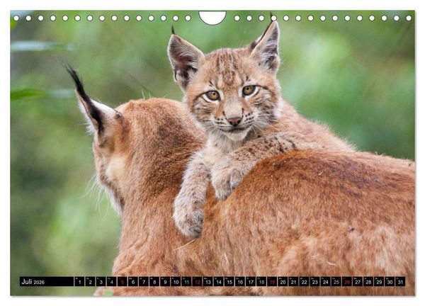 Produktbild: Luchskinder (Wandkalender 2026 DIN A4 quer), CALVENDO Monatskalender