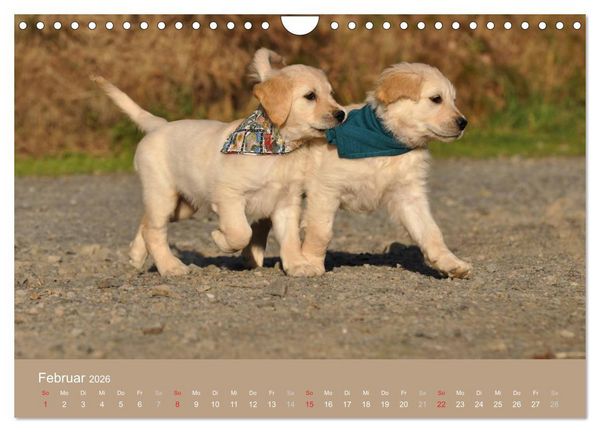 Produktbild: Golden Retriever (Wandkalender 2026 DIN A4 quer), CALVENDO Monatskalender