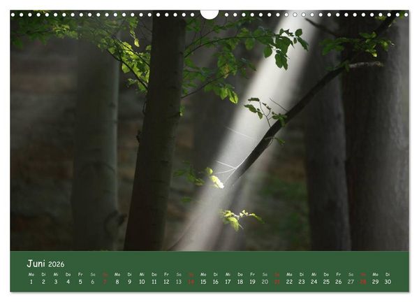 Produktbild: Lichter im Wald (Wandkalender 2026 DIN A3 quer), CALVENDO Monatskalender