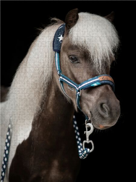 Produktbild: CALVENDO Puzzle Shetland Pony 1000 Teile Lege-Gr&ouml;&szlig;e 48 x 64 cm Foto-Puzzle Bild von Paula M&uuml;ller