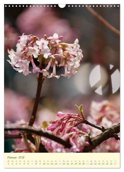 Produktbild: Bl&uuml;tenzauber im Garten (Wandkalender 2026 DIN A3 hoch), CALVENDO Monatskalender