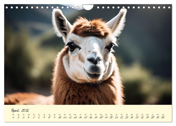Produktbild: Alpakas, die sanften Andenbewohner (Wandkalender 2026 DIN A4 quer), CALVENDO Monatskalender