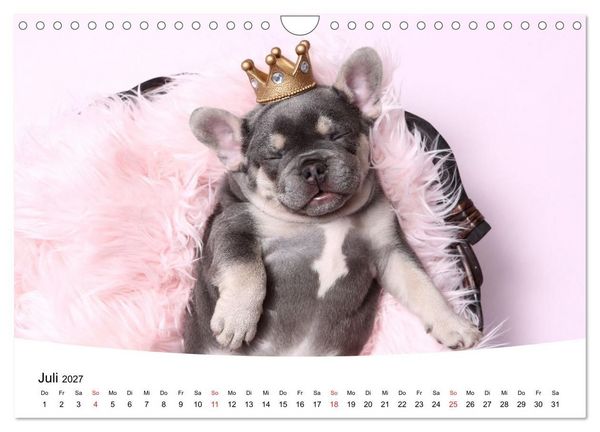 Produktbild: Bullys - Franz&ouml;sische Bulldoggen 2027 (Wandkalender 2027 DIN A4 quer), CALVENDO Monatskalender