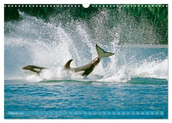 Produktbild: Orcas: Schwarz-wei&szlig;e Giganten (Wandkalender 2026 DIN A3 quer), CALVENDO Monatskalender