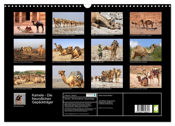 Produktbild: Kamele - Die freundlichen Gep&auml;cktr&auml;ger (Wandkalender 2026 DIN A3 quer), CALVENDO Monatskalender