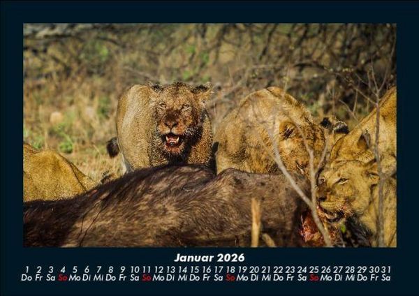Produktbild: L&ouml;wen in der Wildnis 2026 Fotokalender DIN A5
