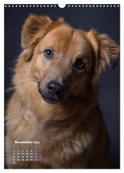 Produktbild: Treue Wegbegleiter, Hunde im Portrait. (Wandkalender 2026 DIN A3 hoch), CALVENDO Monatskalender
