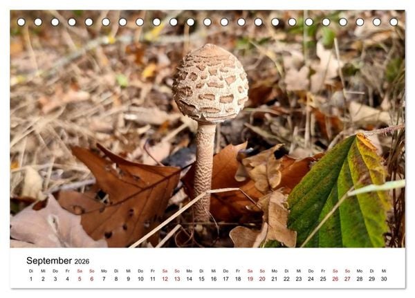 Produktbild: Pilze - Geheimnisvolle Herrscher der W&auml;lder (Tischkalender 2026 DIN A5 quer), CALVENDO Monatskalender