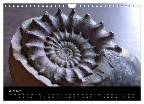Produktbild: Fossilien - Zeugen der Urzeit (Wandkalender 2026 DIN A4 quer), CALVENDO Monatskalender