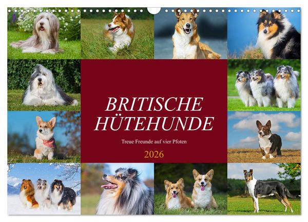Britische Hütehunde - Treue Freunde auf vier Pfoten (Wandkalender 2026 DIN A3 quer), CALVENDO Monatskalender