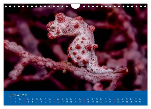 Produktbild: Unterwasserwelten (Wandkalender 2026 DIN A4 quer), CALVENDO Monatskalender