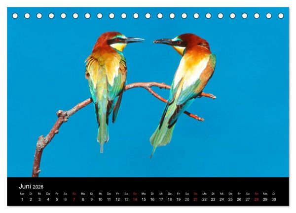 Produktbild: V&ouml;gel (Tischkalender 2026 DIN A5 quer), CALVENDO Monatskalender