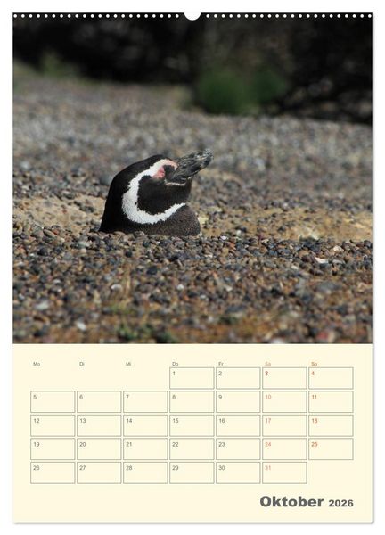 Produktbild: Mit Pinguinen durch das Jahr (Wandkalender 2026 DIN A2 hoch), CALVENDO Monatskalender