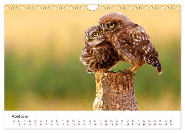 Produktbild: Eulen - Wachsame und geheimnisvolle Augen (Wandkalender 2026 DIN A4 quer), CALVENDO Monatskalender