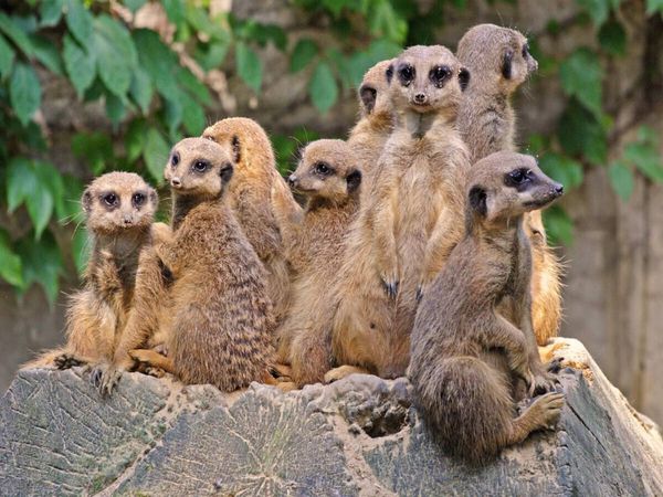 Produktbild: CALVENDO Puzzle Familienbande Erdm&auml;nnchen | 1000 Teile Lege-Gr&ouml;&szlig;e 64x48cm Foto-Puzzle f&uuml;r gl&uuml;ckliche Stunden