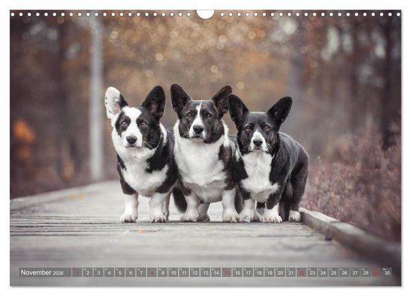 Produktbild: Welsh Corgi - Der Kobold unter den Hunden (Wandkalender 2026 DIN A3 quer), CALVENDO Monatskalender