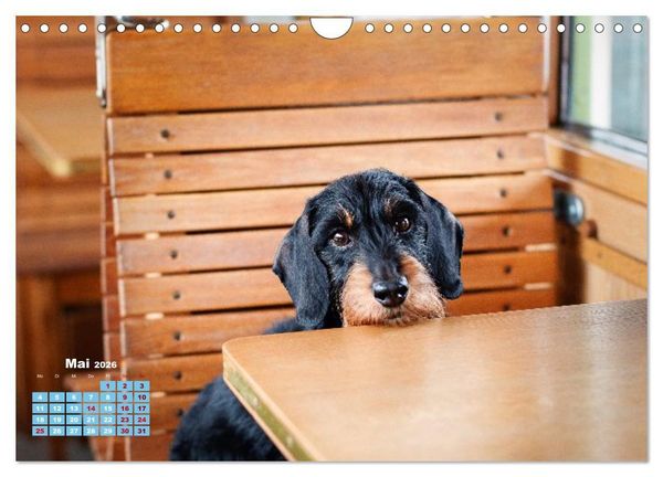 Produktbild: Geliebte Dackel (Wandkalender 2026 DIN A4 quer), CALVENDO Monatskalender