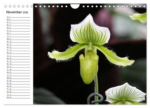 Produktbild: Prachtvolle Orchideen (Wandkalender 2026 DIN A4 quer), CALVENDO Monatskalender