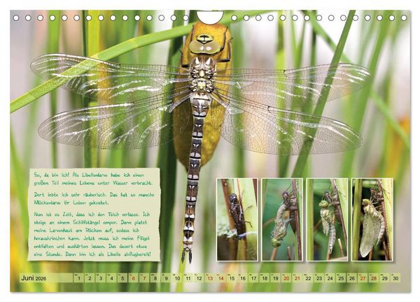 Produktbild: GEOclick Lernkalender: Insekten (Wandkalender 2026 DIN A4 quer), CALVENDO Monatskalender