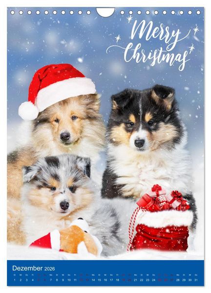 Produktbild: Traumhund Collie - Gl&uuml;ck auf vier Pfoten (Wandkalender 2026 DIN A4 hoch), CALVENDO Monatskalender