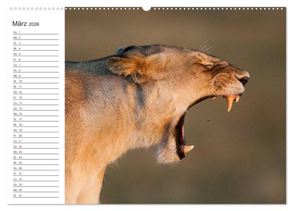 Produktbild: Emotionale Momente: Mein wildes Afrika (Wandkalender 2026 DIN A2 quer), CALVENDO Monatskalender