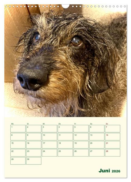 Produktbild: Schorschi &ndash; Ein Jahr mit dem bayrischen Rauhhaardackel (Wandkalender 2026 DIN A3 hoch), CALVENDO Monatskalender