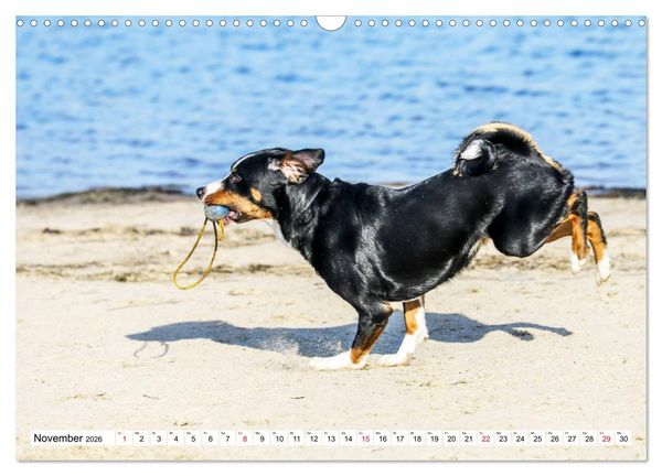 Produktbild: Appenzeller Sennenhunde (Wandkalender 2026 DIN A3 quer), CALVENDO Monatskalender