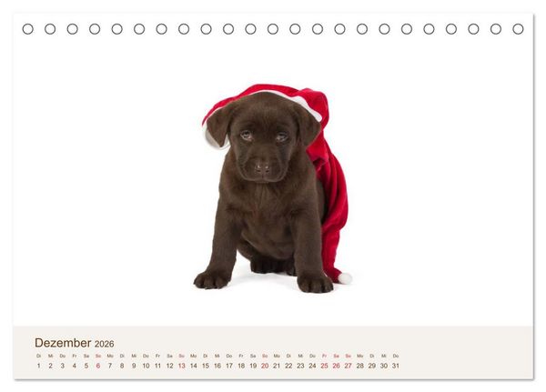 Produktbild: Labrador - Welpen (Tischkalender 2026 DIN A5 quer), CALVENDO Monatskalender