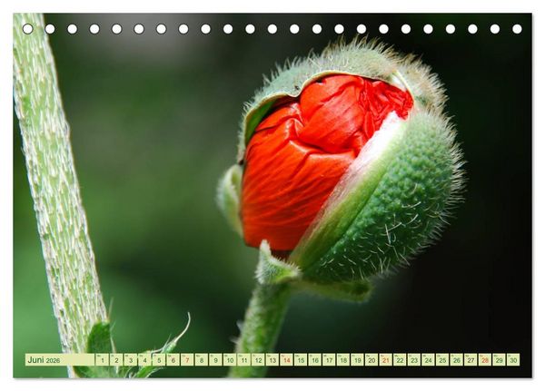 Produktbild: MOHNBL&Uuml;TEN (Tischkalender 2026 DIN A5 quer), CALVENDO Monatskalender